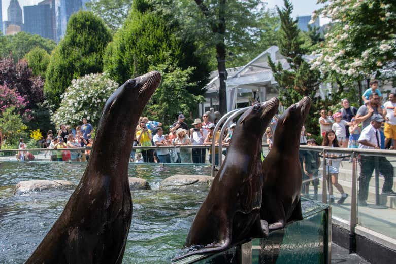 I leoni marini dello zoo