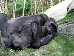 Bronx Zoo, gorilla abbracciati